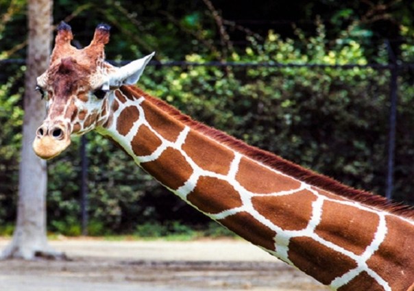 A giraffe with an extended long neck