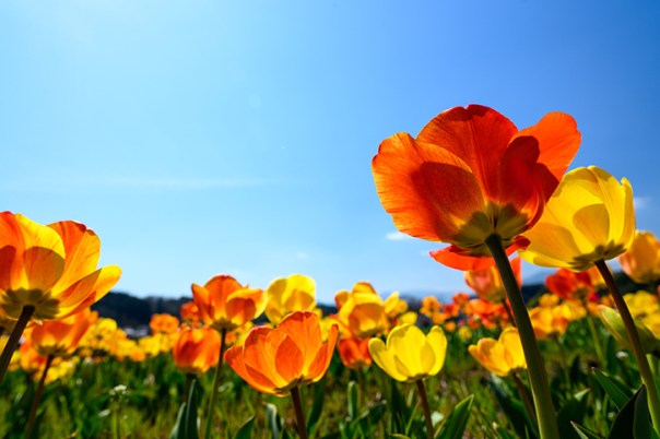Colorful spring flowers in a field with the sky in the background